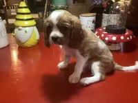 Bentley, a male Cavalier King Charles Spaniel for sale in Ballinger, TX – 4 of 5