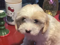 Phoebe, a female Havanese for sale in Ballinger, TX – Photo 2 of 4