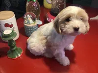 Phoebe, a female Havanese for sale in Ballinger, TX – Photo 4 of 4