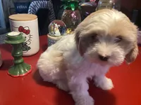 Phoebe, a female Havanese for sale in Ballinger, TX – Photo 3 of 4