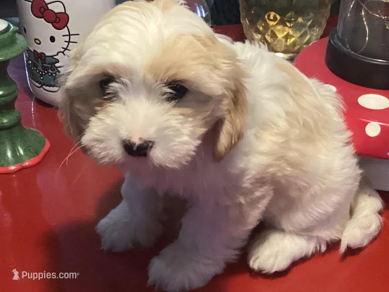 Phoebe – Havanese puppy for sale in Ballinger, TX