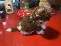 Peanuts, a male Poodle - Miniature  for sale in Ballinger, TX – 6 of 6
