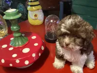 Peanuts, a male Poodle - Miniature  for sale in Ballinger, TX – 3 of 6