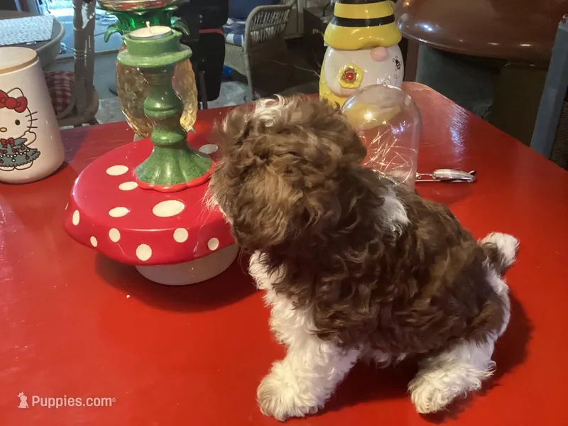 Peanuts, a male Poodle - Miniature  for sale in Ballinger, TX – 1 of 6