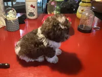 Peanuts, a male Poodle - Miniature  for sale in Ballinger, TX – 4 of 6