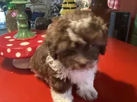Peanuts, a male Poodle - Miniature  for sale in Ballinger, TX – 5 of 6