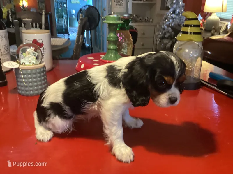 Oreo – Cavalier King Charles Spaniel puppy for sale in Ballinger, TX
