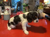 Oreo, a male Cavalier King Charles Spaniel for sale in Ballinger, TX – 1 of 4