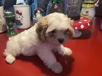 Penelope, a female Cavalier King Charles Spaniel and Havanese for sale in Ballinger, TX – Photo 2 of 4