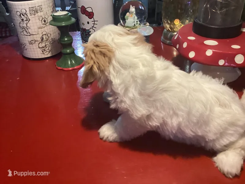 Penelope – Cavalier King Charles Spaniel, Havanese puppy for sale in Ballinger, TX
