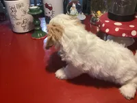 Penelope, a female Cavalier King Charles Spaniel and Havanese for sale in Ballinger, TX – Photo 1 of 4