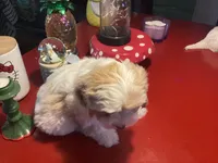 Penelope, a female Cavalier King Charles Spaniel and Havanese for sale in Ballinger, TX – Photo 4 of 4