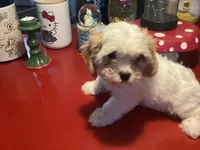 Penelope, a female Cavalier King Charles Spaniel and Havanese for sale in Ballinger, TX – Photo 3 of 4