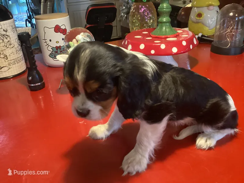 Dollie – Cavalier King Charles Spaniel puppy for sale in Ballinger, TX