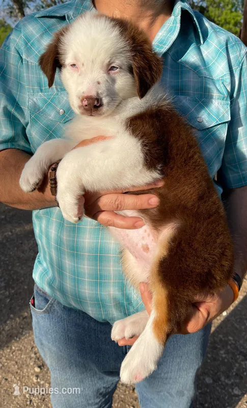 Gemma – Australian Shepherd puppy for sale in Jourdanton, TX