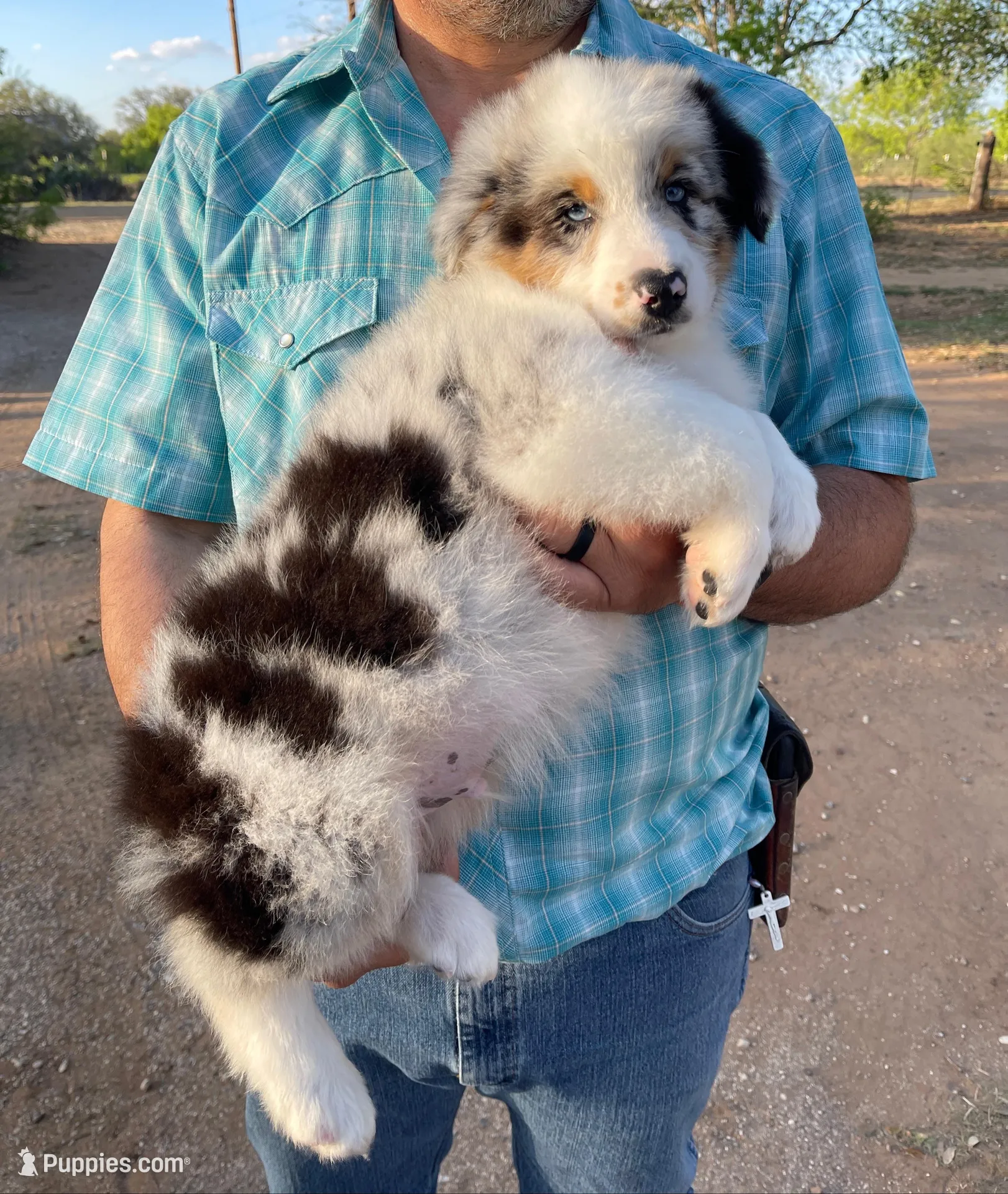 Cowboy – Australian Shepherd puppy for sale in Jourdanton, TX