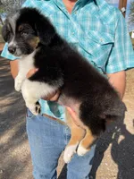 Koda, a male Australian Shepherd for sale in Jourdanton, TX – Photo 5 of 7