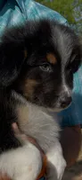 Koda, a male Australian Shepherd for sale in Jourdanton, TX – Photo 6 of 7