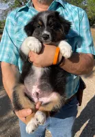 Koda, a male Australian Shepherd for sale in Jourdanton, TX – Photo 1 of 7