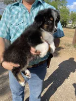 Koda, a male Australian Shepherd for sale in Jourdanton, TX – Photo 4 of 7