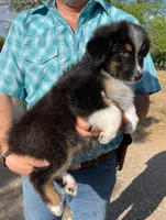 Koda, a male Australian Shepherd for sale in Jourdanton, TX – Photo 3 of 7