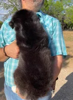 Koda, a male Australian Shepherd for sale in Jourdanton, TX – Photo 2 of 7