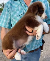 Lainey, a female Australian Shepherd for sale in Jourdanton, TX – Photo 5 of 5