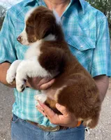 Lainey, a female Australian Shepherd for sale in Jourdanton, TX – Photo 3 of 5