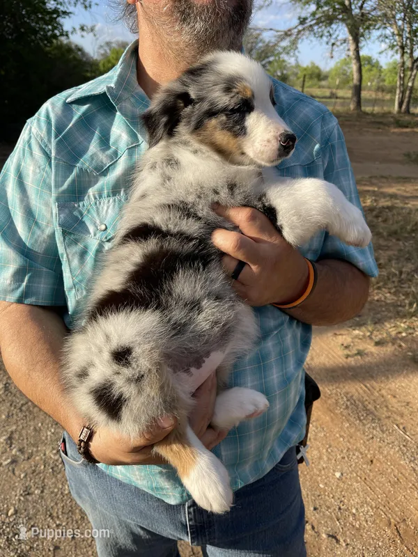 Sadie – Australian Shepherd puppy for sale in Jourdanton, TX