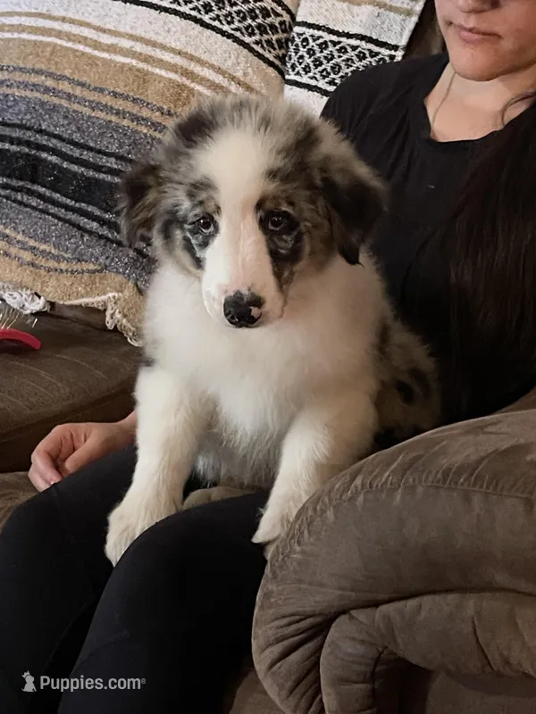 Sadie – Australian Shepherd puppy for sale in San Antonio, TX