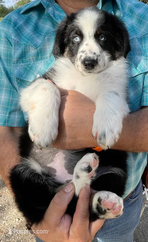 Bella  – Australian Shepherd puppy for sale in Jourdanton, TX