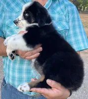 Bella , a female Australian Shepherd for sale in Jourdanton, TX – Photo 2 of 4