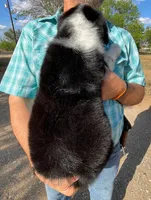 Bella , a female Australian Shepherd for sale in Jourdanton, TX – Photo 4 of 4