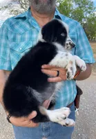 Bella , a female Australian Shepherd for sale in Jourdanton, TX – Photo 3 of 4