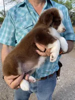 Dolly, a female Australian Shepherd for sale in San Antonio, TX – Photo 3 of 4