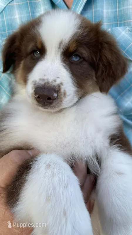 Dolly – Australian Shepherd puppy for sale in Jourdanton, TX