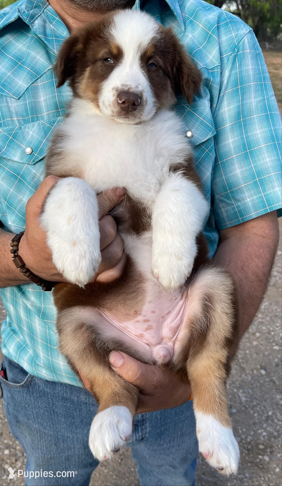 Lainey – Australian Shepherd puppy for sale in Jourdanton, TX