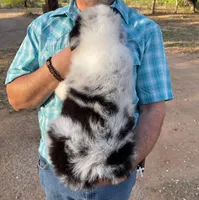 Cowboy, a male Australian Shepherd for sale in Jourdanton, TX – Photo 5 of 6