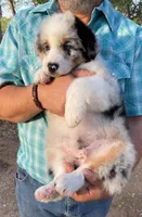 Cowboy, a male Australian Shepherd for sale in Jourdanton, TX – Photo 4 of 6