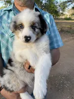 Cowboy, a male Australian Shepherd for sale in Jourdanton, TX – Photo 3 of 6