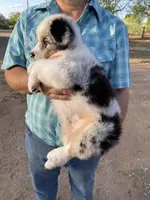 Cowboy, a male Australian Shepherd for sale in Jourdanton, TX – Photo 6 of 6