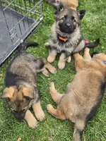 Magnolia , a female German Shepherd Dog for sale in Goshen, IN – Photo 7 of 7