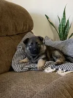 Magnolia , a female German Shepherd Dog for sale in Goshen, IN – Photo 4 of 7