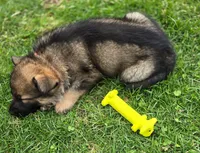 Magnolia , a female German Shepherd Dog for sale in Goshen, IN – Photo 6 of 7