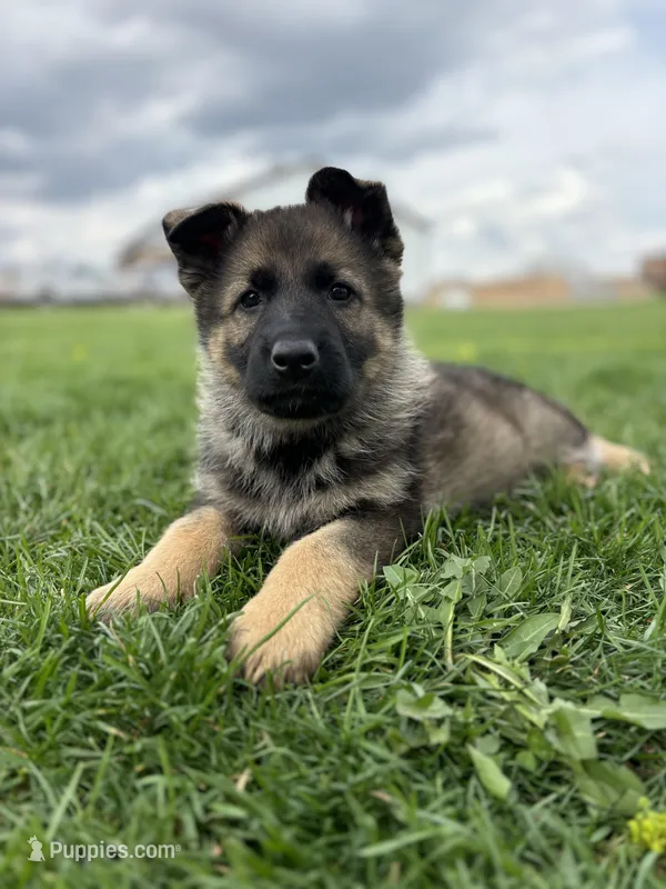 Magnolia  – German Shepherd Dog puppy for sale in Goshen, IN