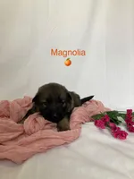 Magnolia , a female German Shepherd Dog for sale in Goshen, IN – Photo 3 of 7