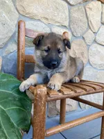 Cedar , a male German Shepherd Dog for sale in Goshen, IN – Photo 4 of 4