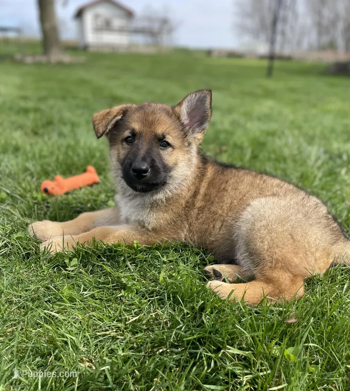 Cedar  – German Shepherd Dog puppy for sale in Goshen, IN