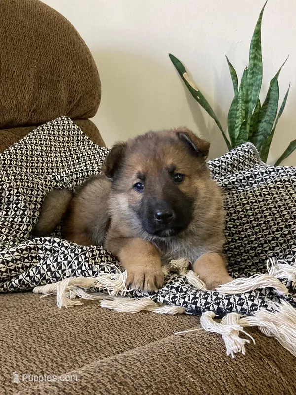 Cedar  – German Shepherd Dog puppy for sale in Goshen, IN