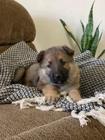 Cedar , a male German Shepherd Dog for sale in Goshen, IN – Photo 3 of 4